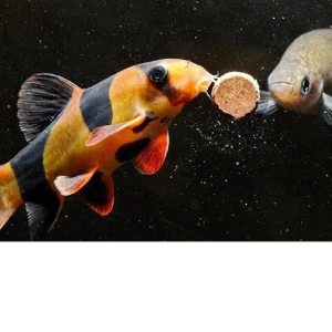 Корм для рыб