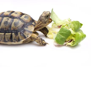 Корм для черепах